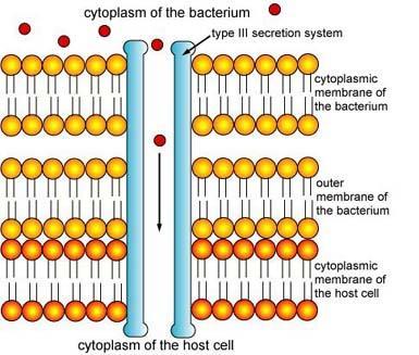 ii. Some bacterial pathogens have a specialized type III secretion system (TTSS) that forms a needle-like structure that injects effector proteins directly into the host cell cytoplasm. a. In some cases, these effector proteins serve as receptors in the host membrane for bacterial attachment.