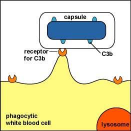 b. Resistance to opsonization/phagocytosis i.
