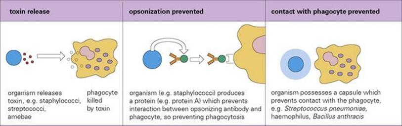 b. Resistance to opsonization/phagocytosis ii. iii. iv.