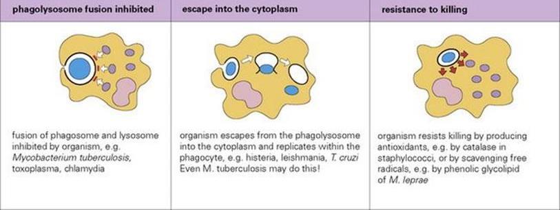 c. Strategies for surviving phagocytosis: i. Escape from phagosome before fusion with lysosome (example: Listeria monocytogenes, mediated by listeriolysin) ii. iii.