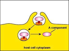 specific host cell receptor.