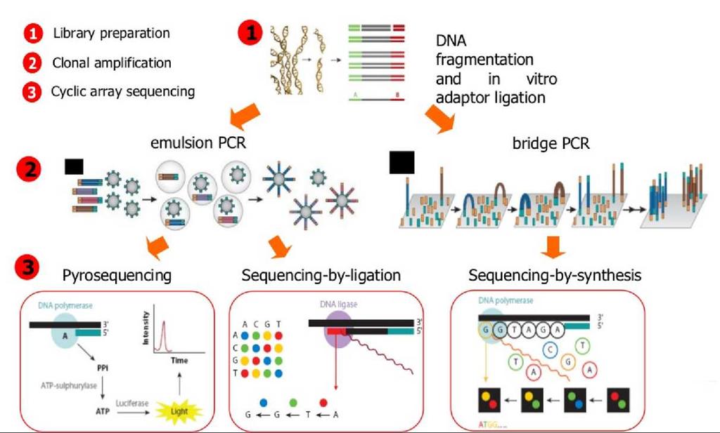 Next Generation Sequencing (NGS) (http://www.slideshare.