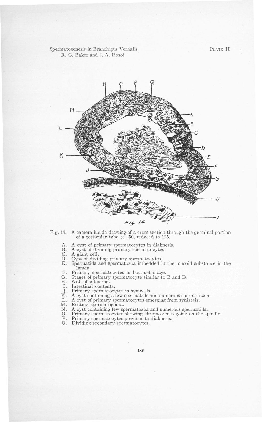 Spermatogenesis in Branchipus Vernalis R. C. Baker and J. A. Rosof PLATE II n Fig. 14.