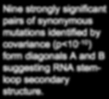 Correlated Synonymous Mutation Pairs Reveal RNA Secondary Structure A B Nine strongly significant pairs of synonymous mutations