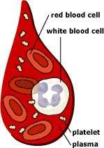 What is blood made up of? An adult human has about 4 6 liters of blood circulating in the body. Blood consists of several types of cells floating around in a fluid called plasma.