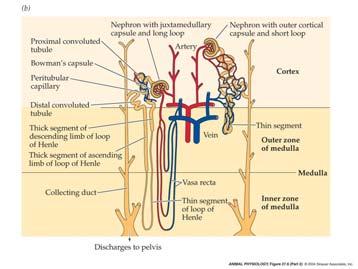 Kidney Functions: (Eckert 14-17) Mammalian Kidney -Paired -1% body mass -20% blood flow (Eckert 14-17) -Osmoregulation -Blood volume regulation -Maintain proper ion concentrations -Dispose of