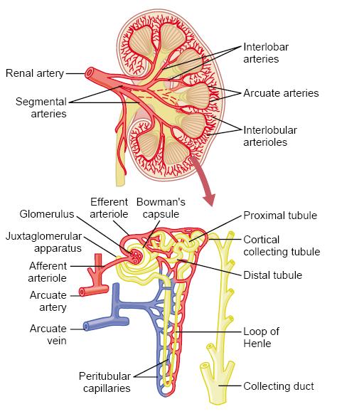 Renal Blood Supply Renal artery interlobar arteries arcuate arteries interlobular (radial) arteries afferent arterioles
