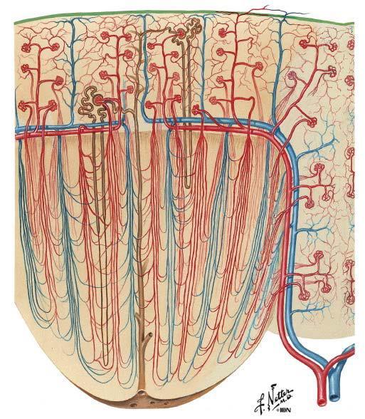 Cortical and Juxtamedullary Nephrons The tubular system of the cortical nephrons (80-85 %) is surrounded by an extensive network of peritubular capillaries For the juxtamedullary nephrons (15 20 %),