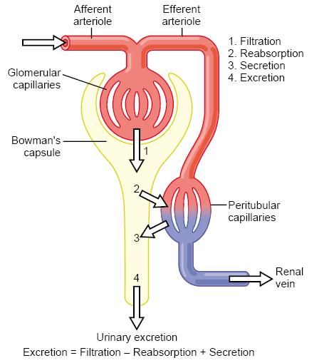 Basic Kidney Processes that Determine the Composition of the Urine Urine formation