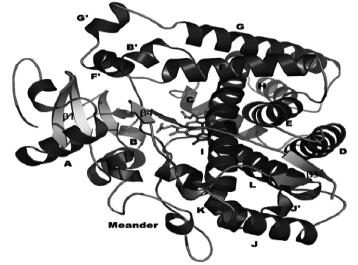Structural Features of Cytochrome P450s COMMON FOLD Typical heart shaped