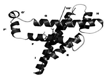 coils) C-terminus Active site area above the heme bounded by I-helix and
