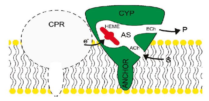Membrane Orientation, Substrate Access and Product Release As noted earlier, nearly all P450s sit on top of ER lipid bilayer, facing the cytoplasm.