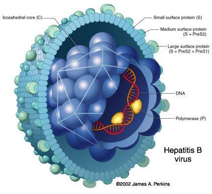 HBV hepadnavirus, DNA nucleocapsid core
