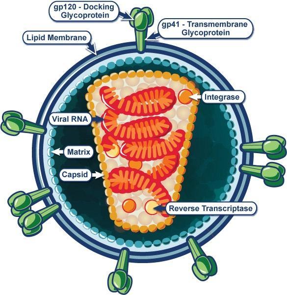 HIV Retrovirus RNA core Capsid also