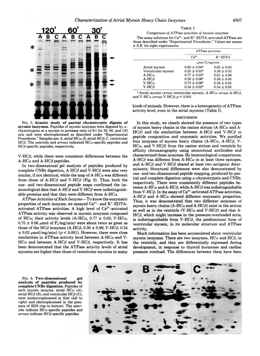 Charaterization of Atrial Myosin Heavy Chain Isozymes 120' 60' 4507 TABLE I 30' Comparison of ATPase atiuities of myosin isozymes A B C A B C A B C The assay solutions for Ca2+-and
