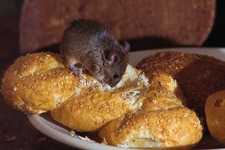 rodents Signs that there is a pest infestation include: footprints, smears and marks sightings droppings, egg cases, skin, webs holes in food, holes in packaging disturbed equipment or food items,