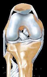 The knee The knee joint is one of the most complicated and frequently used joints in the human body.