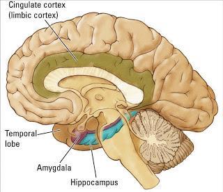 Slika 6. Dijelovi mozga uključeni u limbički sistem-hipotalamus, amigdala, hipokampus (20) 1.1.4.