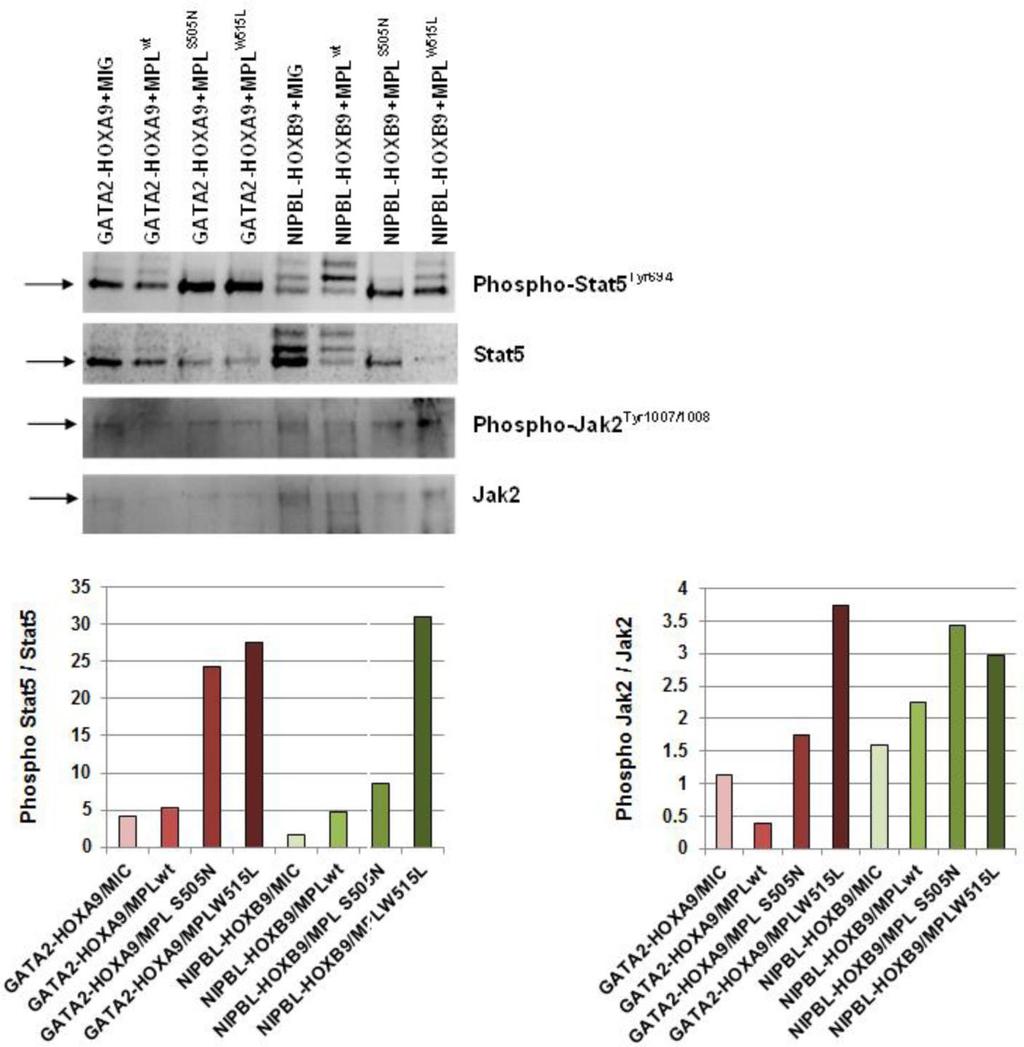 Supplementary Figure 8 MPL mutations enhance JAK2 signaling.