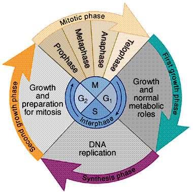 into S-phase of the cell cycle.