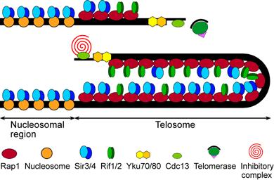 Telomeres Telomeres are long CG-rich repeats that