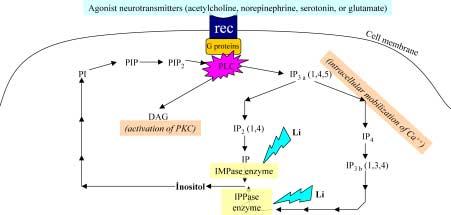308 A. Yildiz / Phosphoinositide metabolism, lithium and manic depressive illness Fig. 1. Effect of lithium on phosphoinositide cycle.
