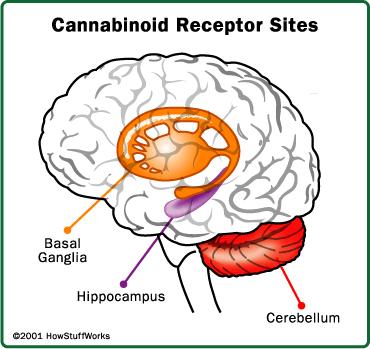 The human brain is not fully developed until age 25. The teen brain is more vulnerable to the negative effects of marijuana use.
