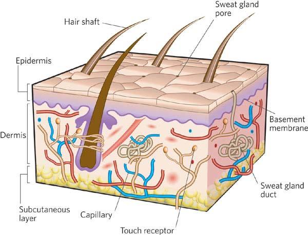 Name: Class: Date: Physiological regulation in mammals Biology Gr11A The Integumentary System and h l i Your skin is the largest organ in your body.