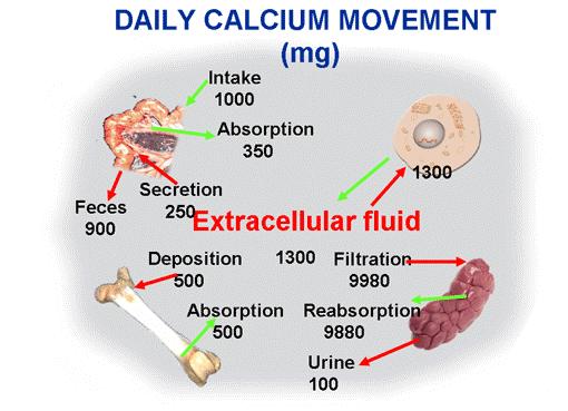 total, it is estimated that there are about 1300 mg of calcium in the extra cellular fluid of an animal. deficiency appear.