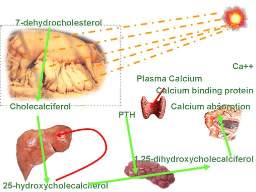 1,25(OH)2D3 also promotes phosphate absorption in the intestine and decreases renal calcium and phosphate excretion into urine, but the mechanisms are not yet clear.