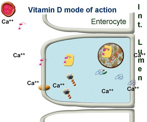 As a steroid derivative, Vitamin D freely crosses cell membranes. In the cytoplasm of the enterocyte, it binds a receptor forming a hormone receptor complex that moves into the nucleus (Fig. 17-14).