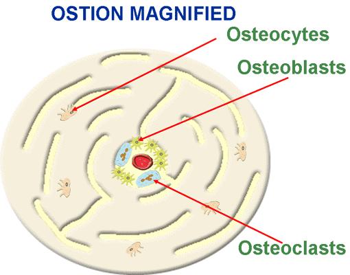 The counterpart of osteolysis is the deposition of calcium in the bones or bone calcification.