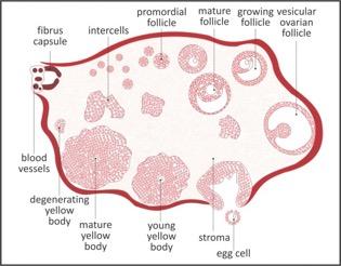 Transition to predominantly abnormal ovulatory or anovulatory cycles