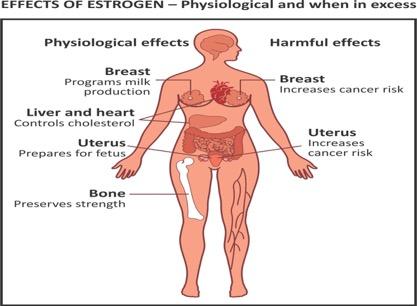 Effects Of Estrogen