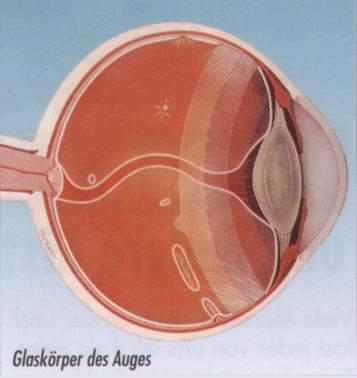 Anatomical Features Cloquet s canal Vitreous base Cloquet s canal is the only