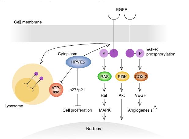 Carcinogenesis Production of E5 enhances EGFR pathway activation blocks ATPase and aids in recycling of EGFR and its expression