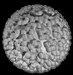 HPV structure Small, nonenveloped DNA viruses more