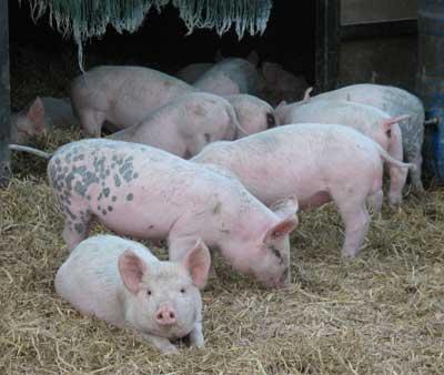 How Does Influenza Spread Among Pigs?