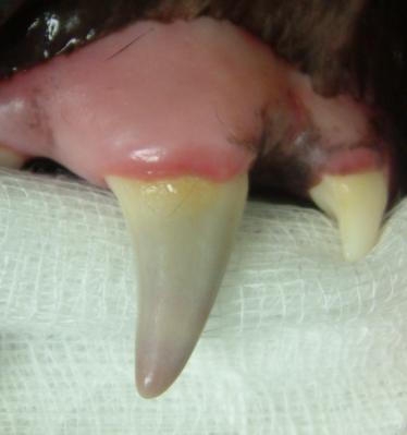 com Discoloured tooth: pulpitis very common.