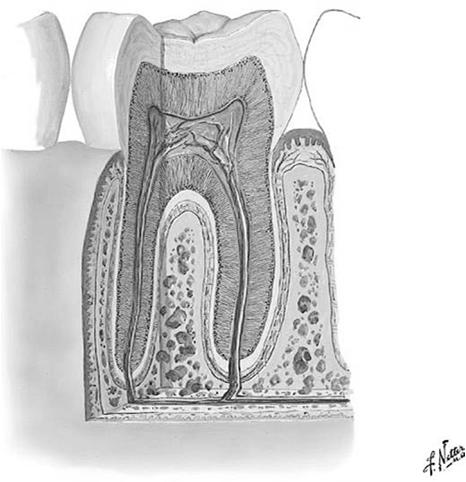 Components Enamel Dentin Pulp Periodontal ligament