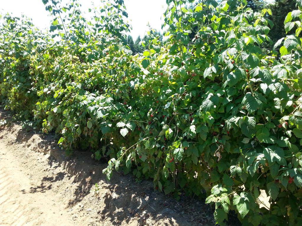 Quick Tips for Nutrient Management in Washington Berry Crops Lisa