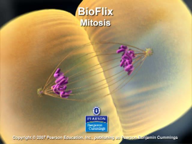 BioFlix: