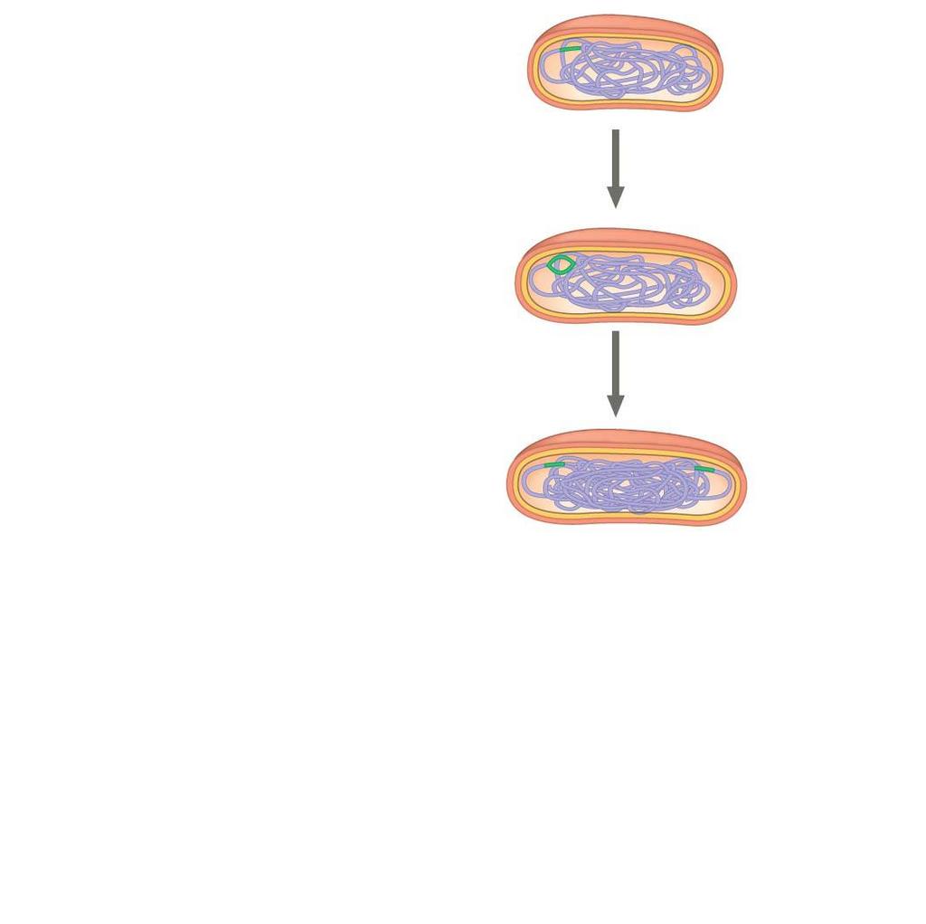 Figure 12.12-2 1 Chromosome replication begins. Origin of replication Two copies of origin E.