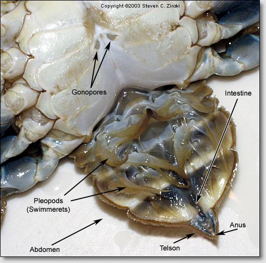 3. The cheliped is the entire claw which is made up of a movable (dactyl) and fixed finger. a. Can you open and close the dactyl? b. What is the function of these pereopods? 4.