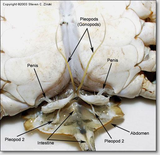 How does general position and anatomy differ from a human s eye? 6. Locate the anterolateral teeth located on the carapace of your specimen. How many are there? Turn Over Your Specimen 7.