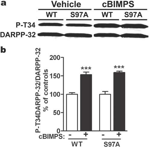Supplementary Figure 11: Mutation of Ser-97 to alanine does not alter the phosphorylation of Thr-34 in response to camp stimulation in transfected cells.