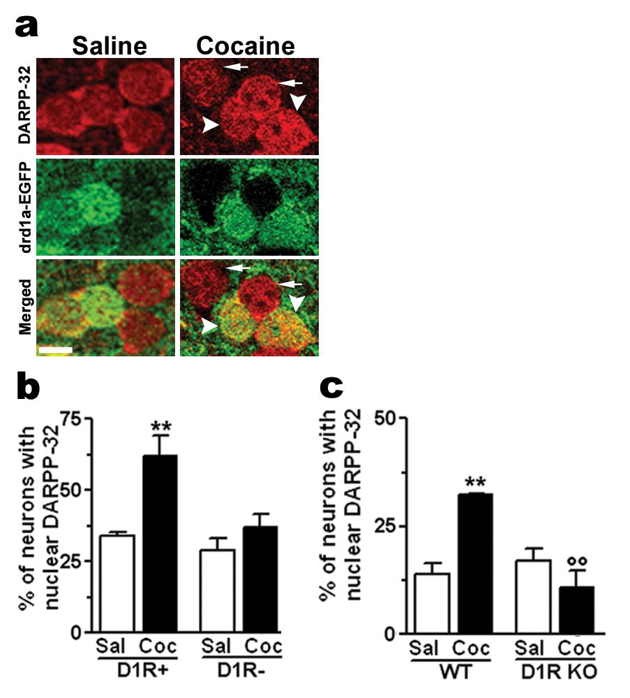 Supplementary Figure 2: Role of D1R in cocaine-induced DARPP-32 nuclear accumulation. (a) Nuclear accumulation of DARPP-32 occurs in D1R-expressing neurons 8 min after cocaine injection.