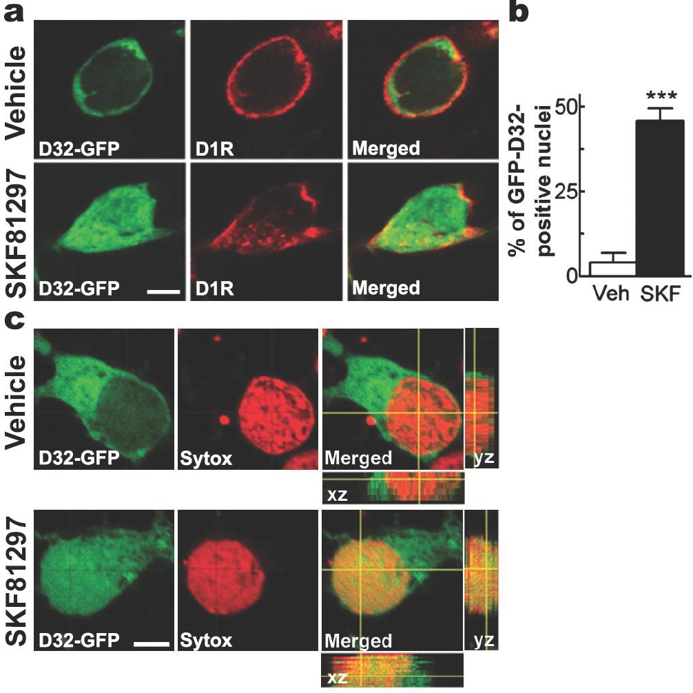Supplementary Figure 4: D1R stimulation triggers nuclear accumulation of DARPP-32-GFP in striatal neurons in culture.