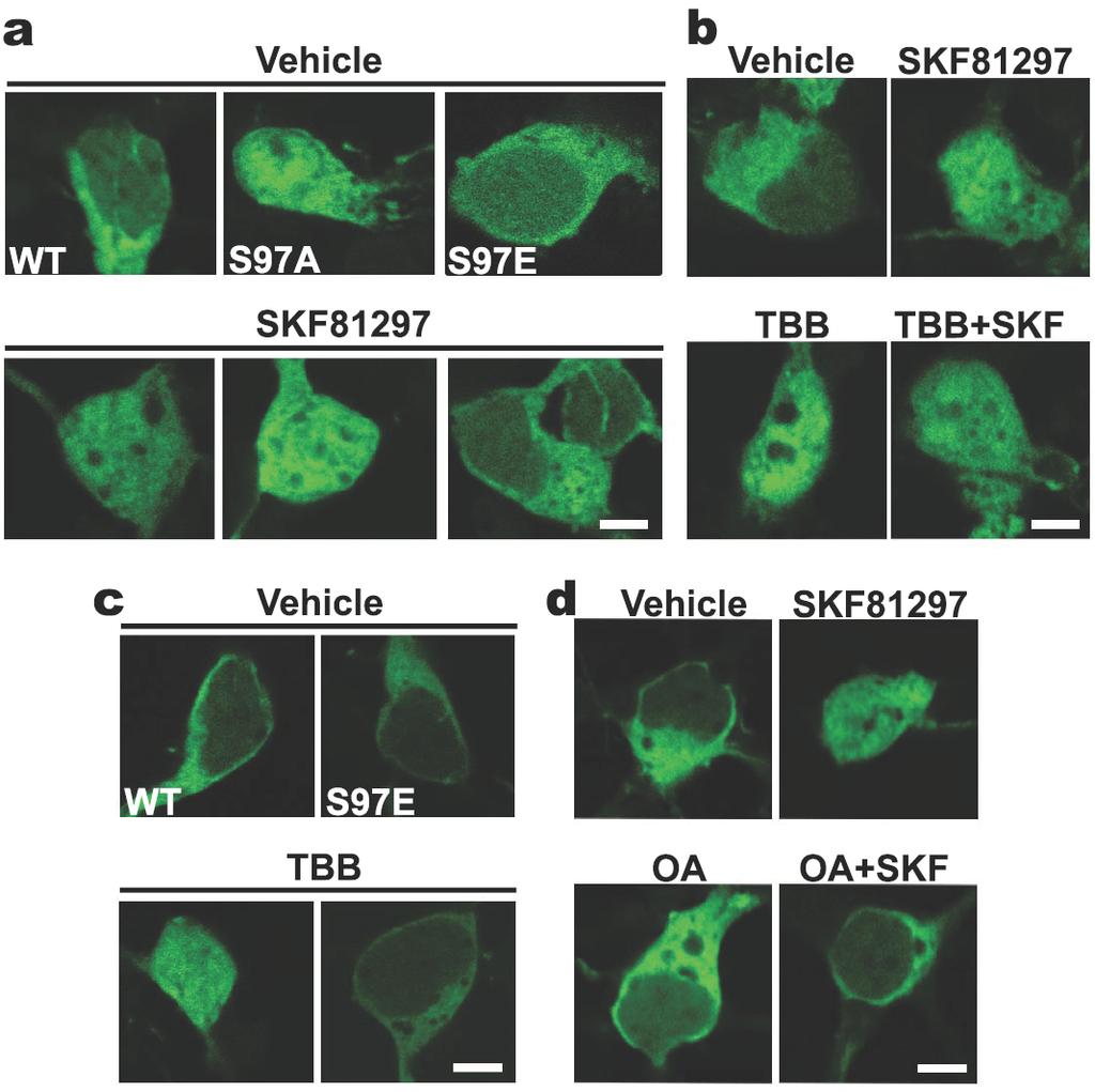 Supplementary Figure 7: Phosphorylation of Ser-97 controls intracellular localization of DARPP-32. (a) S97 mutation alters localization of DARPP-32.