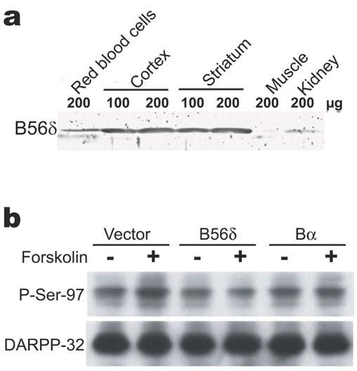 Supplementary Figure 8: Dose response curves of the effects of forskolin on the phosphorylation of DARPP-32 Thr-34 and Ser-97 in striatal slices.